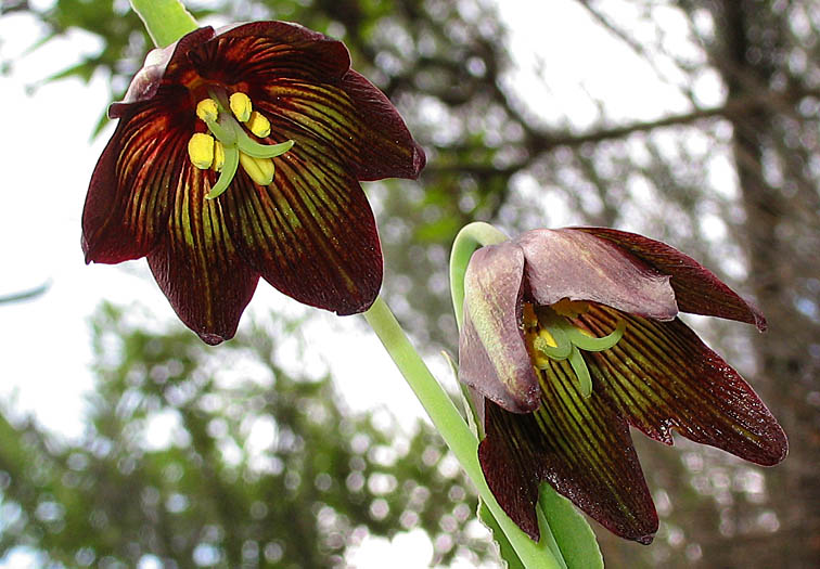 Detailed Picture 2 of Fritillaria biflora var. biflora