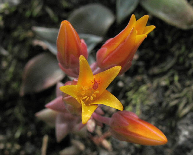 Detailed Picture 1 of Dudleya cymosa ssp. marcescens