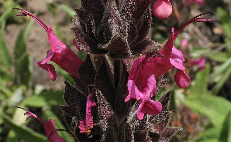 Detailed Picture 1 of Salvia spathacea