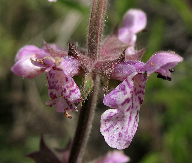 Detailed Picture 1 of Stachys rigida var. quercetorum