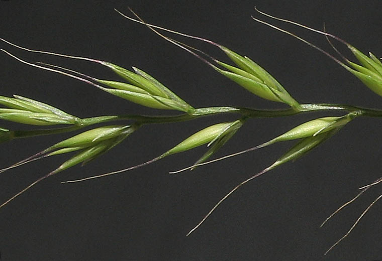 Detailed Picture 2 of Festuca microstachys