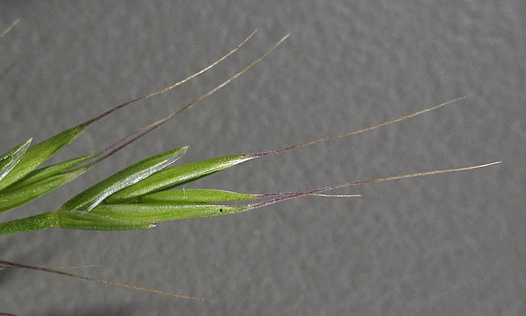 Detailed Picture 1 of Festuca microstachys