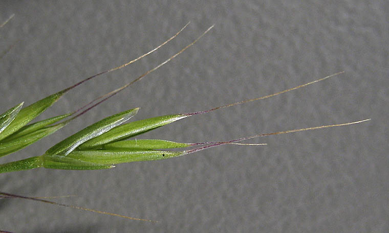 Detailed Picture 1 of Festuca microstachys