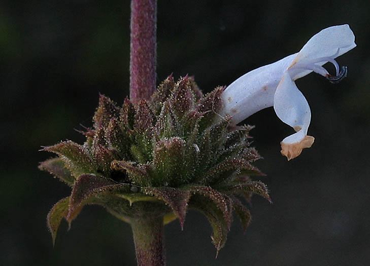 Detailed Picture 1 of Salvia mellifera