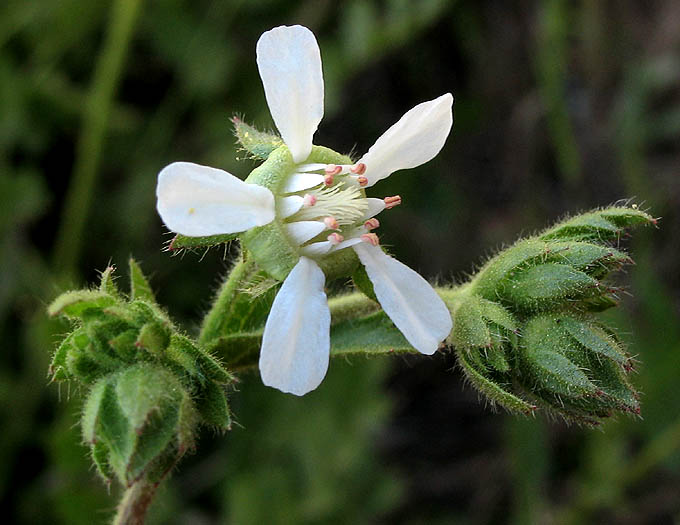 Detailed Picture 2 of Horkelia cuneata var. cuneata