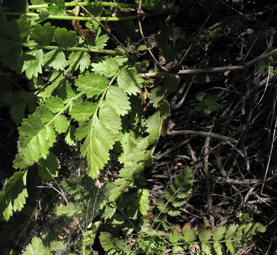 Detailed Picture 4 of Horkelia cuneata var. cuneata