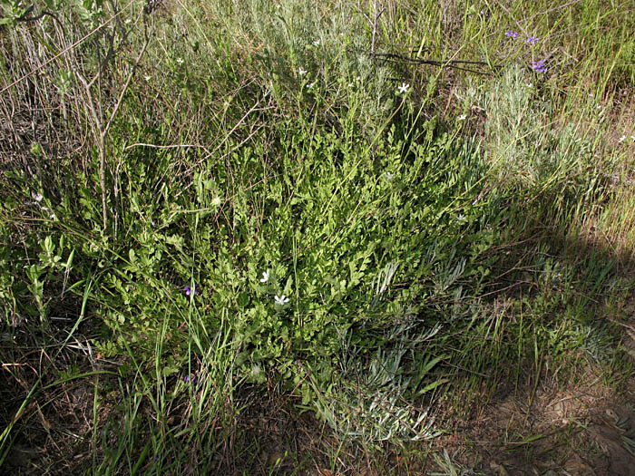 Detailed Picture 5 of Horkelia cuneata var. cuneata