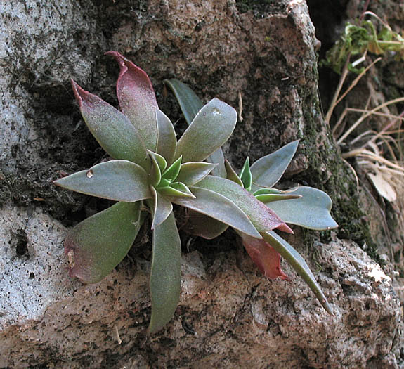 Detailed Picture 5 of Dudleya cymosa ssp. marcescens