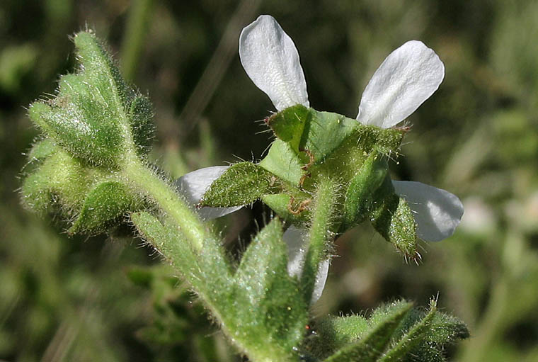 Detailed Picture 3 of Horkelia cuneata var. cuneata