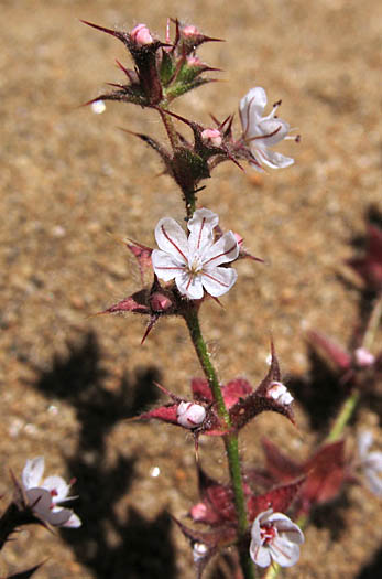 Detailed Picture 3 of Mucronea californica