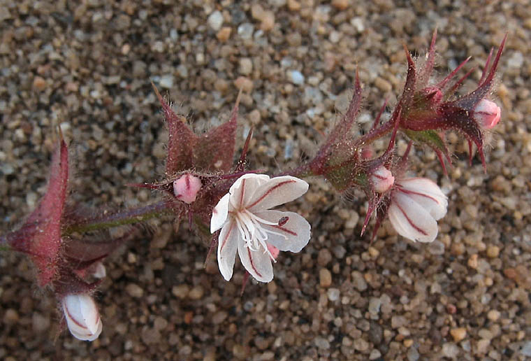 Detailed Picture 2 of Mucronea californica