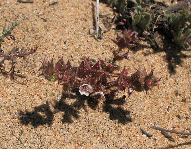 Detailed Picture 5 of Mucronea californica