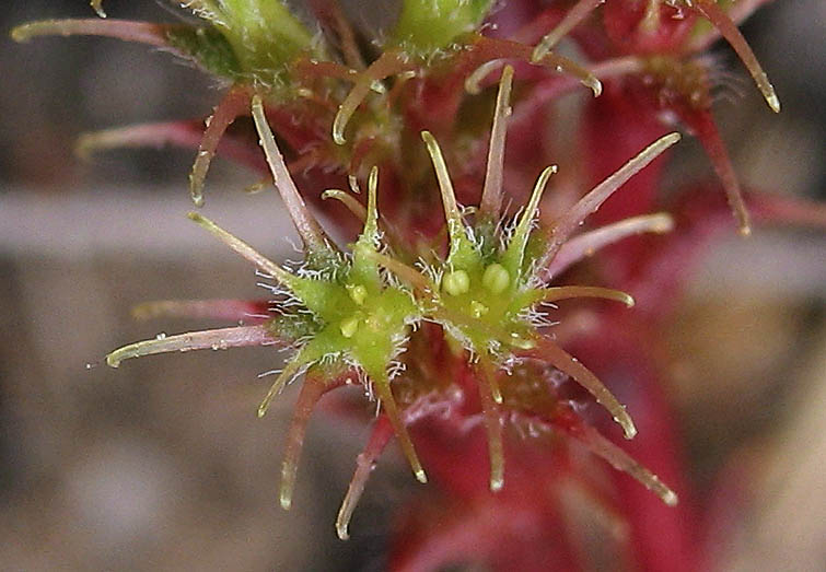 Detailed Picture 1 of Lastarriaea coriacea