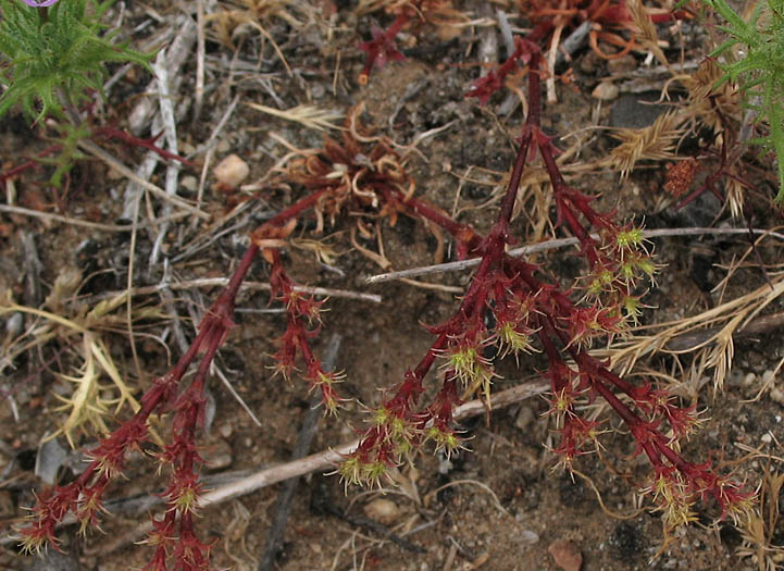 Detailed Picture 4 of Lastarriaea coriacea