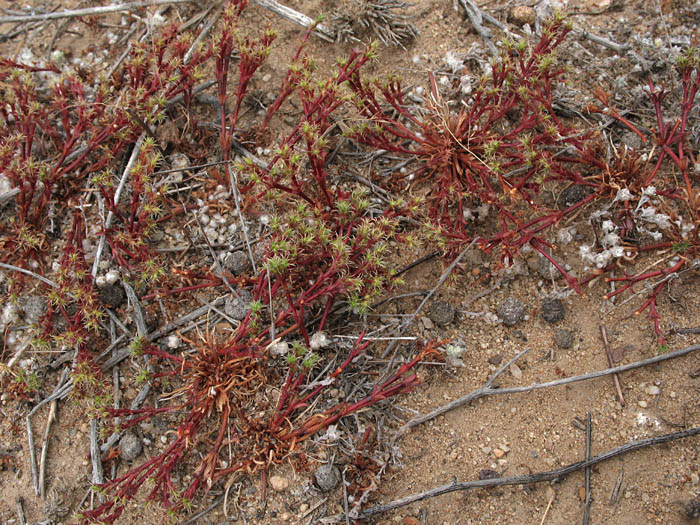 Detailed Picture 6 of Lastarriaea coriacea