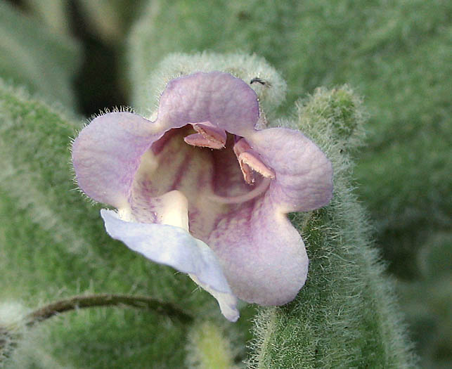 Detailed Picture 3 of Lepechinia fragrans