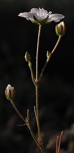 Detailed Picture 4 of Sabulina douglasii