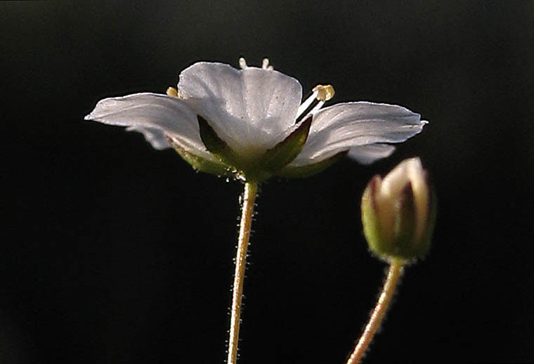 Detailed Picture 3 of Sabulina douglasii