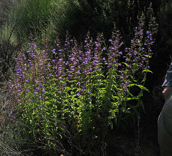 Detailed Picture 6 of Penstemon spectabilis var. subviscosus