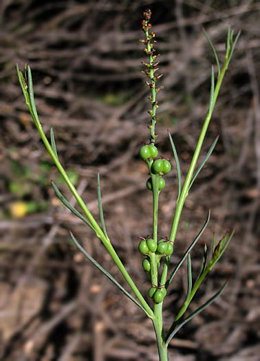 Detailed Picture 7 of Stillingia linearifolia