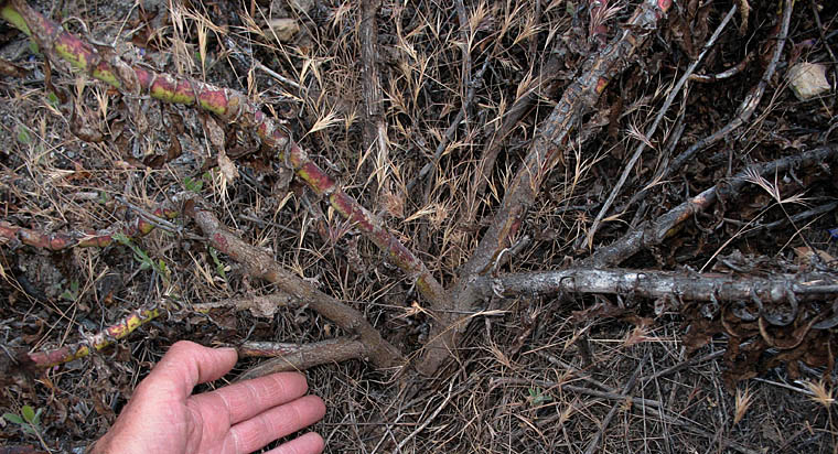 Detailed Picture 7 of Penstemon spectabilis var. subviscosus