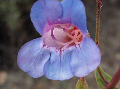 Detailed Picture 2 of Penstemon spectabilis var. subviscosus