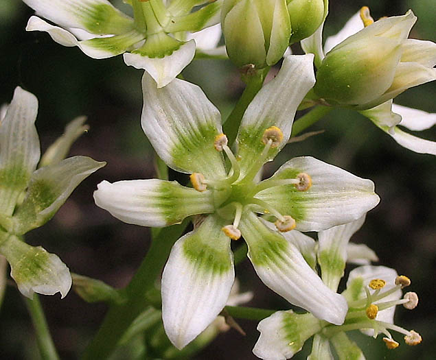 Detailed Picture 1 of Toxicoscordion fremontii