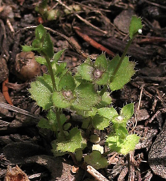 Detailed Picture 3 of Heterocodon rariflorum