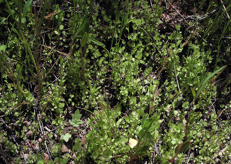 Detailed Picture 5 of Heterocodon rariflorum