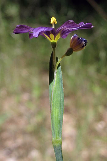 Detailed Picture 4 of Sisyrinchium bellum