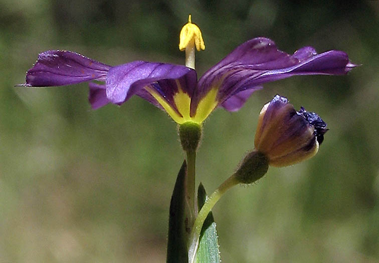 Detailed Picture 2 of Sisyrinchium bellum