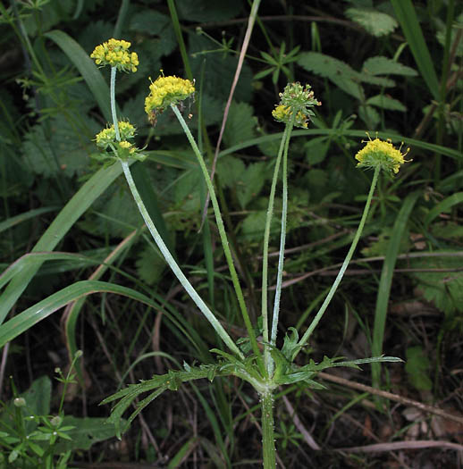 Detailed Picture 4 of Sanicula arguta