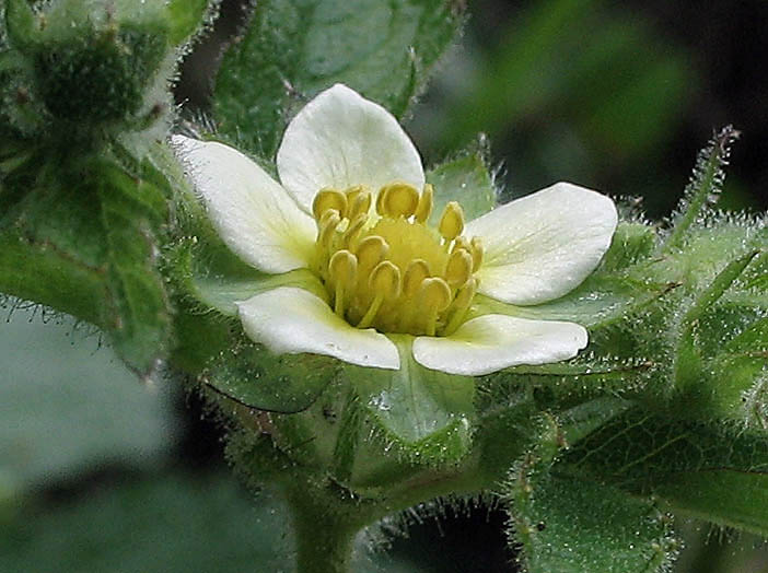 Detailed Picture 1 of Drymocallis glandulosa ssp. wrangelliana