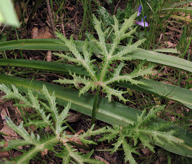 Detailed Picture 5 of Sanicula arguta