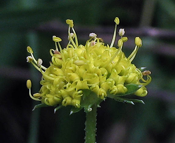 Detailed Picture 1 of Sanicula arguta