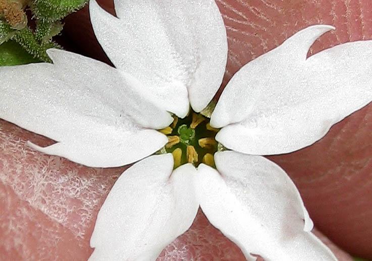 Detailed Picture 1 of Lithophragma affine