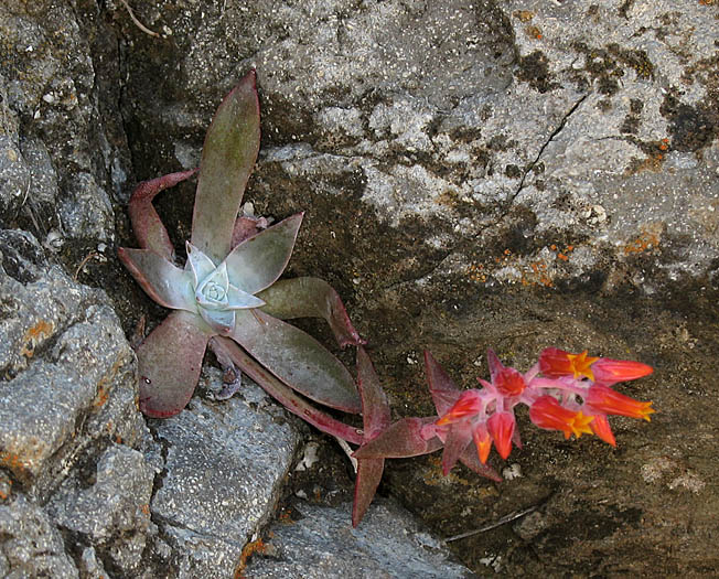 Detailed Picture 4 of Dudleya cymosa ssp. cymosa