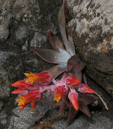 Detailed Picture 5 of Dudleya cymosa ssp. cymosa