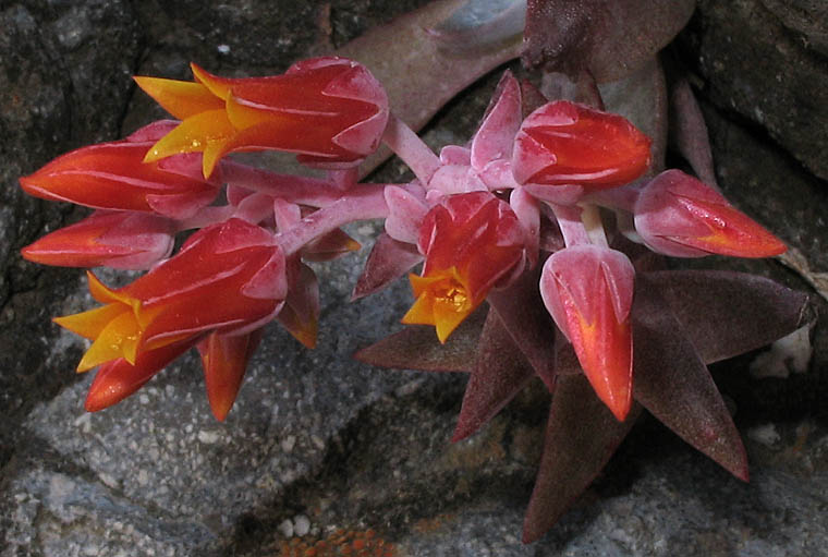 Detailed Picture 3 of Dudleya cymosa ssp. cymosa