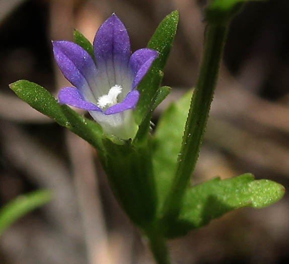 Detailed Picture 1 of Githopsis diffusa