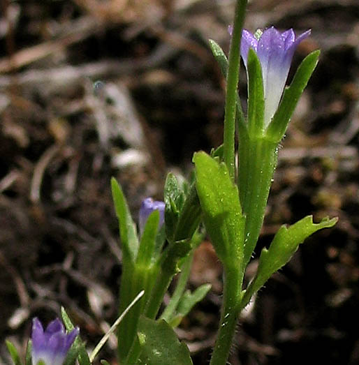 Detailed Picture 4 of Githopsis diffusa