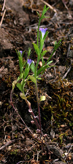 Detailed Picture 6 of Githopsis diffusa