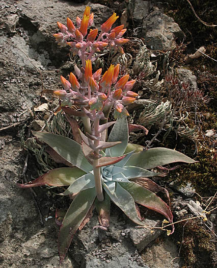 Detailed Picture 6 of Dudleya cymosa ssp. cymosa