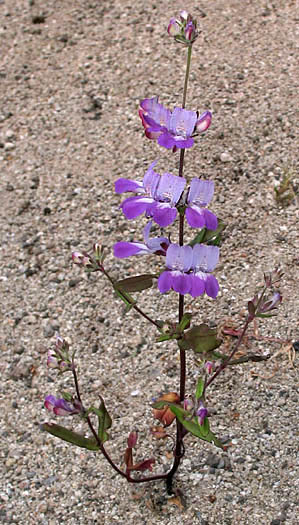 Detailed Picture 4 of Collinsia heterophylla var. heterophylla