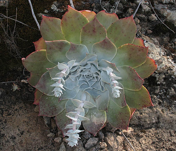 Detailed Picture 5 of Dudleya pulverulenta