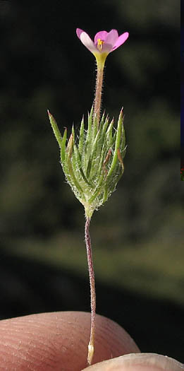 Detailed Picture 1 of Leptosiphon ciliatus