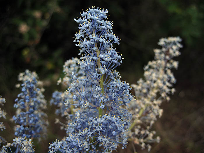 Detailed Picture 3 of Ceanothus leucodermis