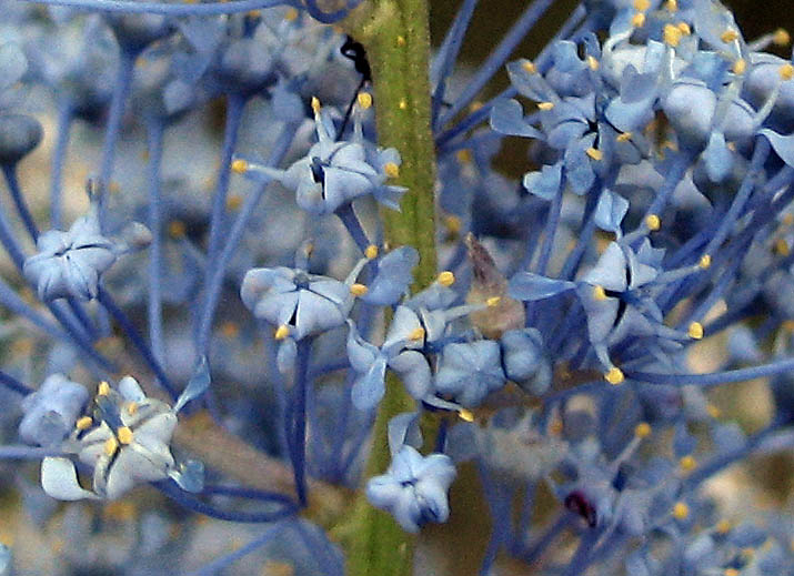 Detailed Picture 1 of Ceanothus leucodermis