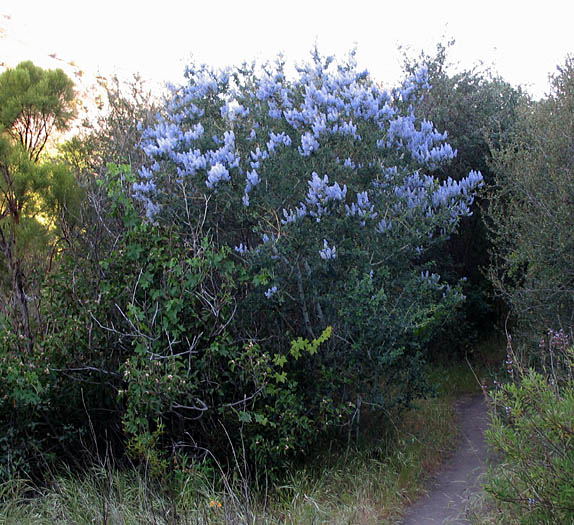 Detailed Picture 5 of Ceanothus leucodermis