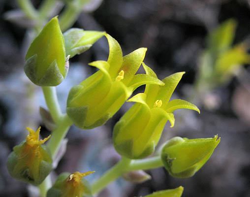 Detailed Picture 1 of Dudleya verityi